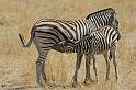 226 Etosha NP, zebra
